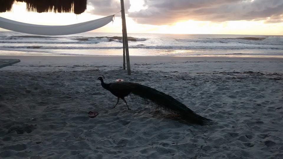 Pousada Ilha Do Desejo Оливенса Экстерьер фото