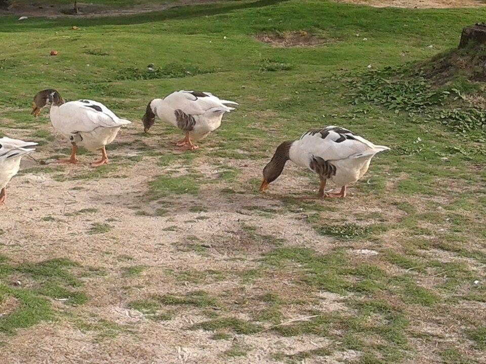 Pousada Ilha Do Desejo Оливенса Экстерьер фото